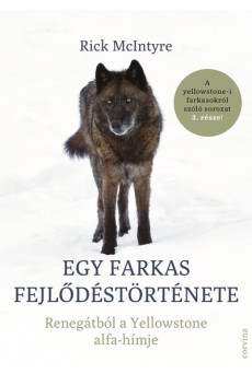Egy farkas fejlődéstörténete - Renegátból a Yellowstone alfa-hímje